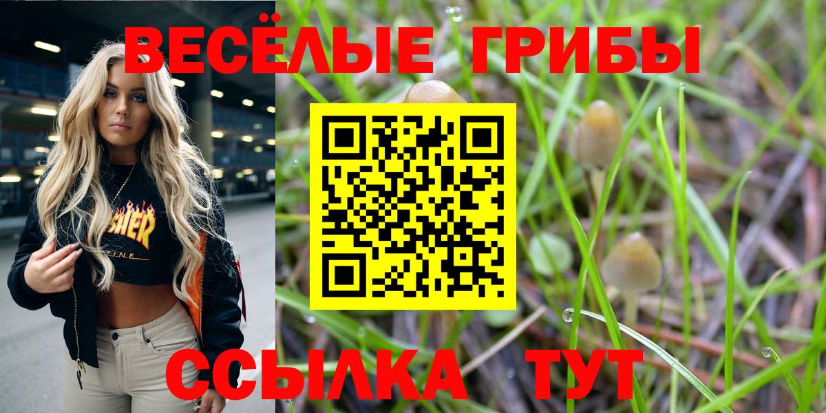 Галлюциногенные грибы Psilocybe Гусев